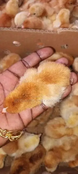 பார்ம் கோழி குஞ்சு