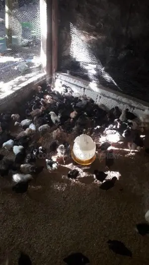 கோழி குஞ்சு