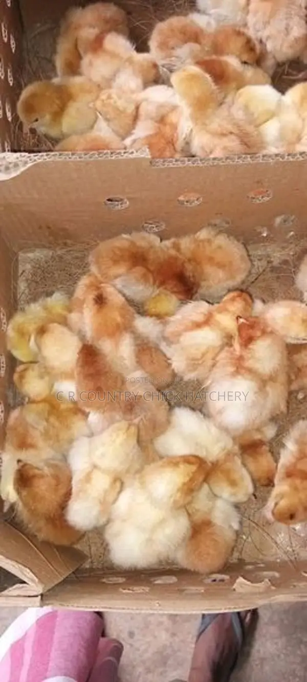 பார்ம் கோழி குஞ்சு
