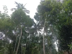 වගාවකට,ගොවිපක් සදහා සුදුසුම ඉඩමක් විකිනීම - ජම්බුගහපිටිය