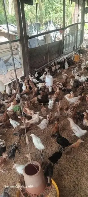 ගම් කිකිලි පැටවු