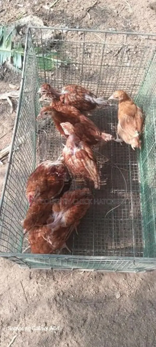 ගම් කිකිලි පැටවු
