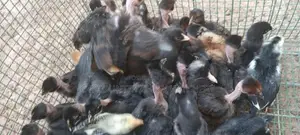 Country Chicks