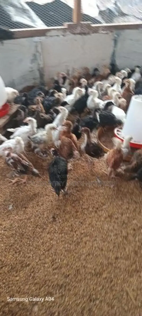 Country Chicks