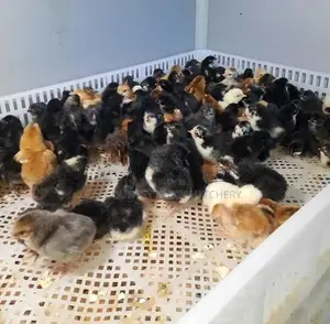 Country Chicks