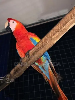 Scarlet Macaw