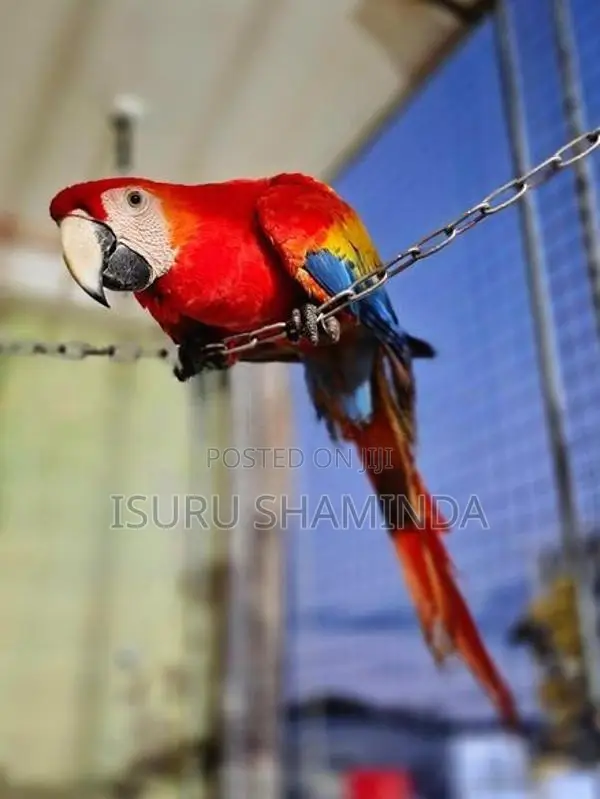 Scarlet Macaw