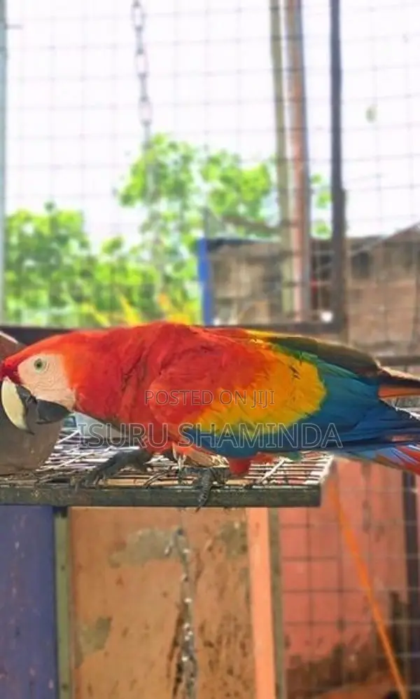 Scarlet Macaw