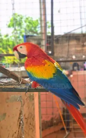 Scarlet Macaw