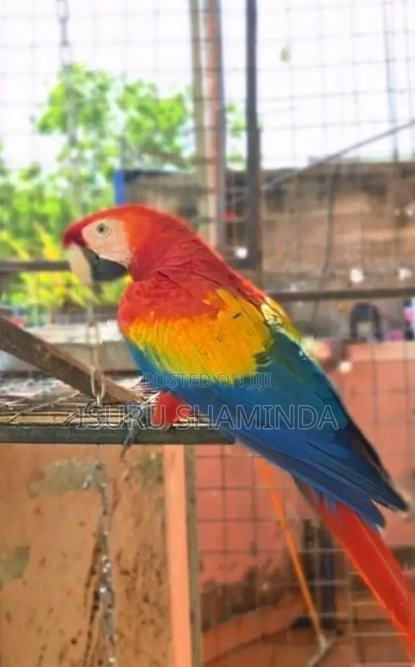 Scarlet Macaw