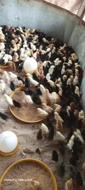 ගම් කිකිලි පැටවු