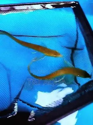 Silver Arowana