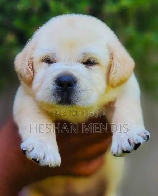 Labrador Retriever Puppies
