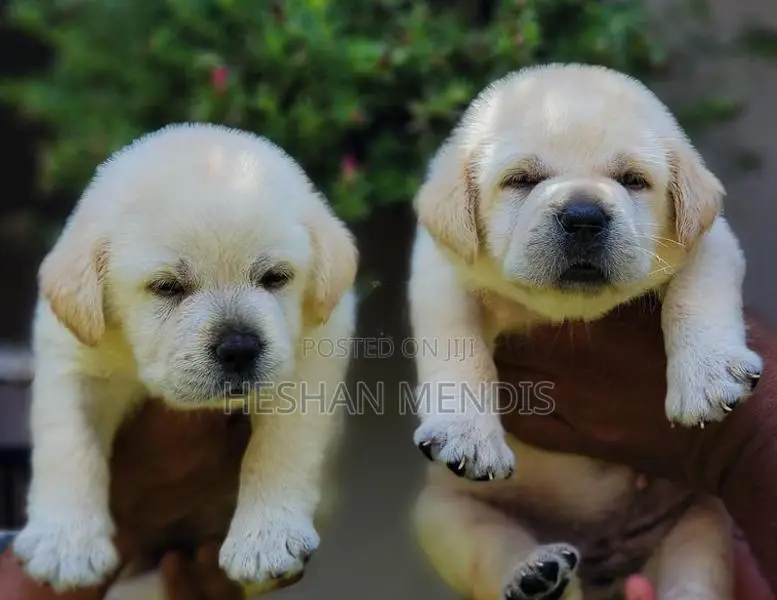 Labrador Retriever Puppies