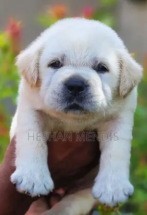 Labrador Retriever Puppies