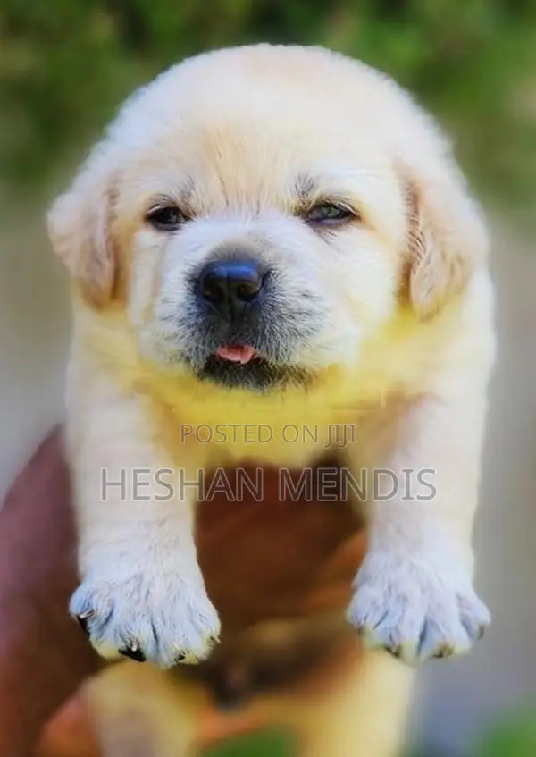 Labrador Retriever Puppies