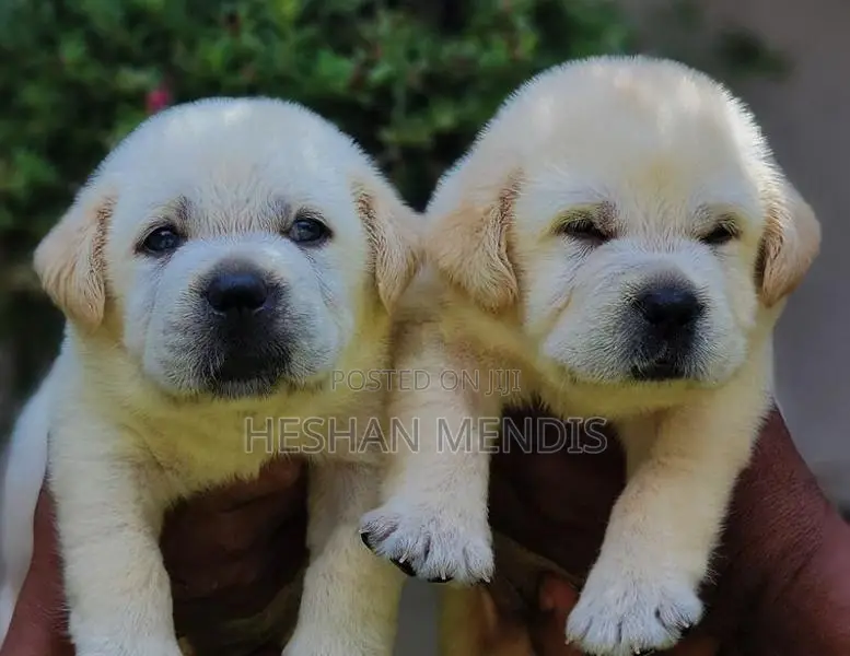 Labrador Retriever Puppies