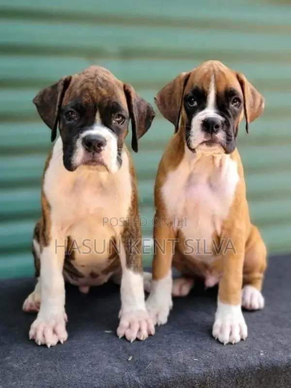 Boxer Puppies