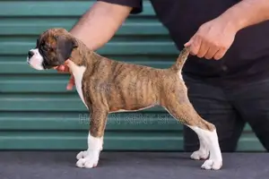 Boxer Puppies