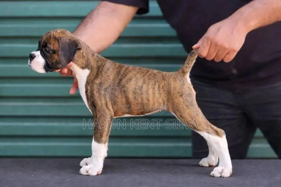 Boxer Puppies