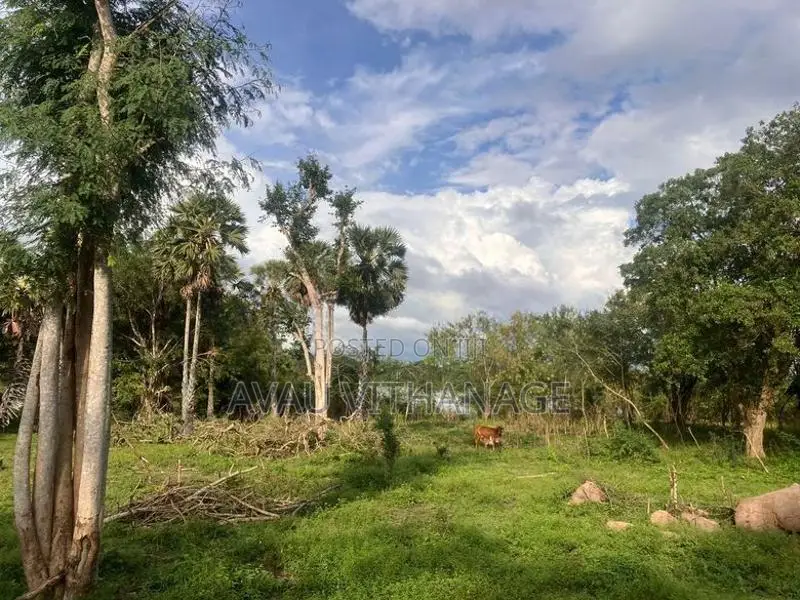 Land for Sale Galgamuwa