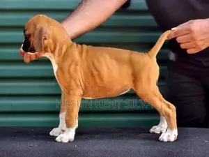 Boxer Puppies