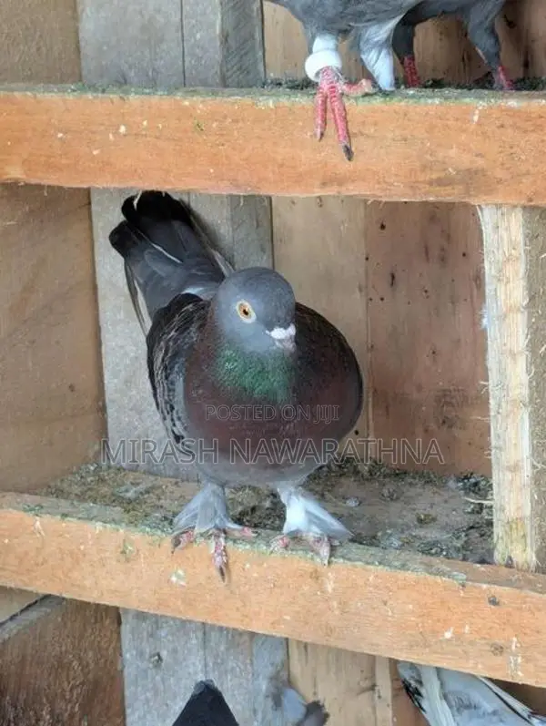 Pigeons