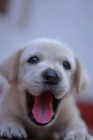 Labrador Puppies