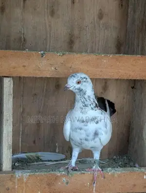 Pigeons