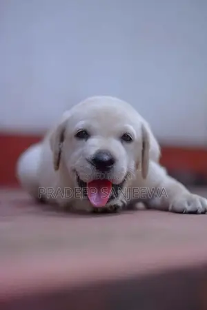 Labrador Puppies