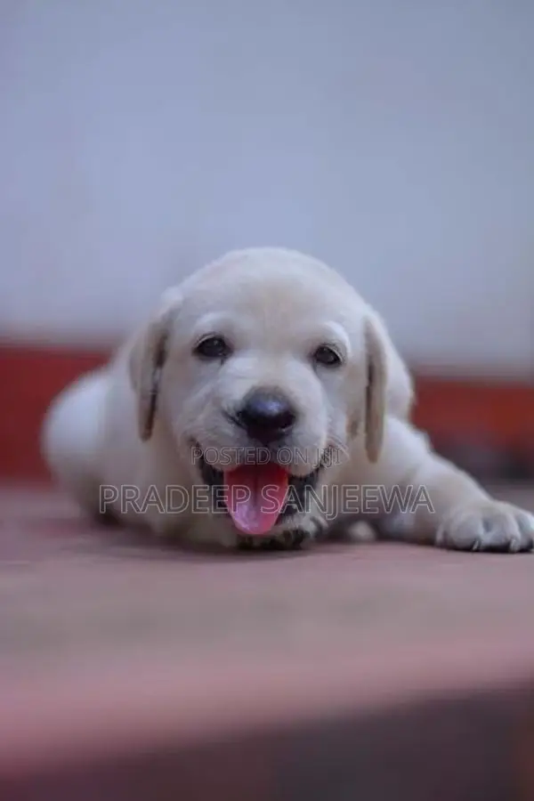 Labrador Puppies