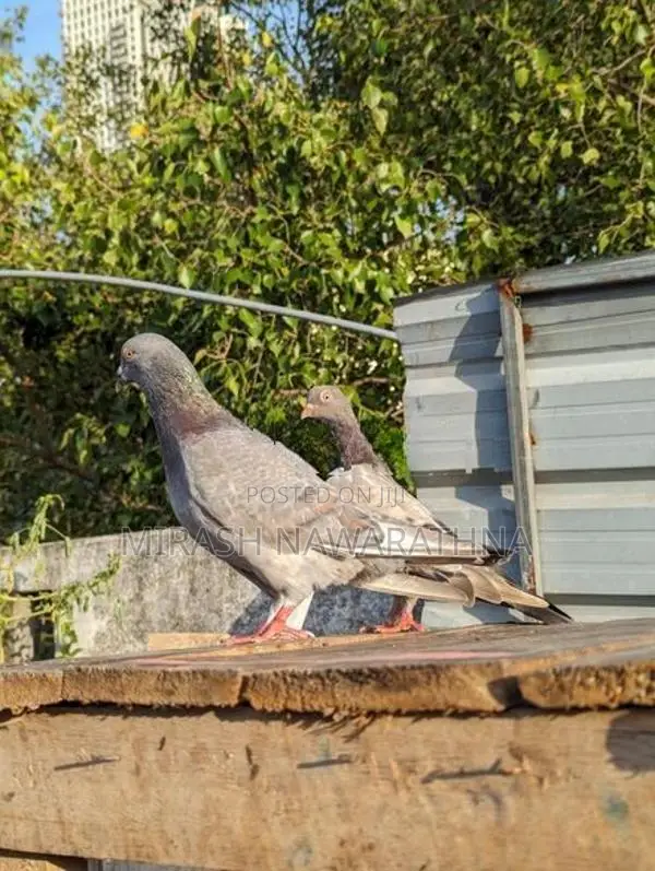 Pigeons