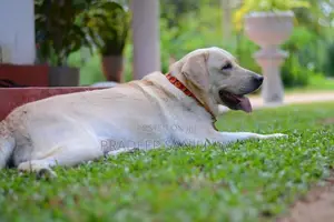 Labrador Puppies