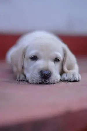 Labrador Puppies