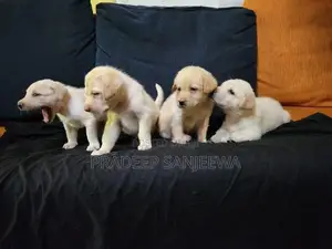 Labrador Puppies