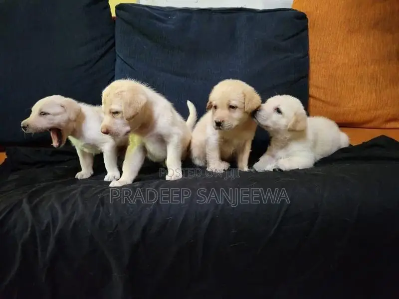 Labrador Puppies