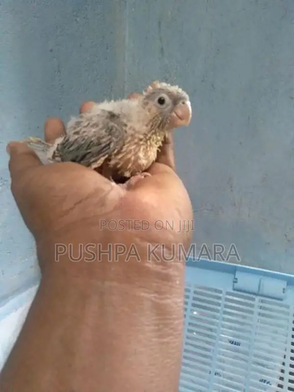 Blue Conure Bird