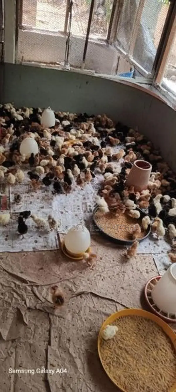 நாட்டு கோழி குஞ்சு
