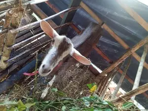 Toggenburg Female Goat