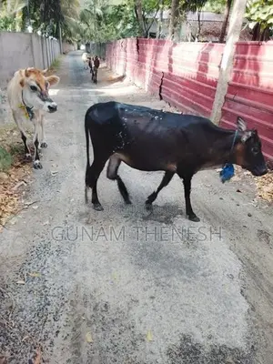 Jersey Cows