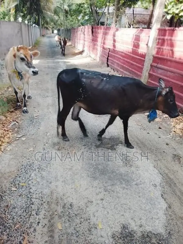 Jersey Cows