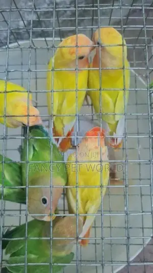 Opaline African Birds