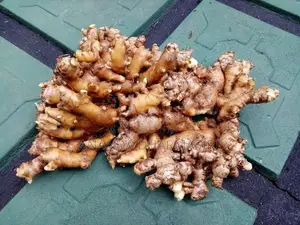 බීජ ඉගුරු