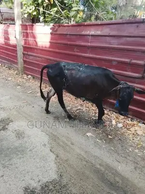 Jersey Cows