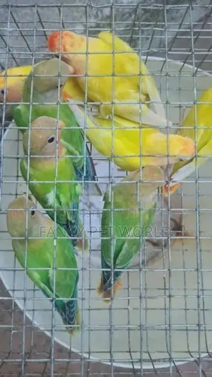 Opaline African Birds