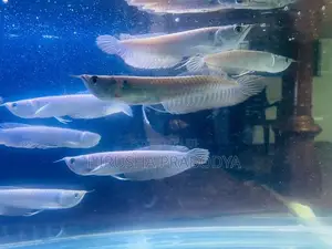 Arowana Fish