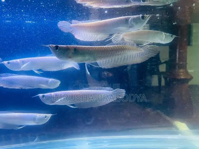 Arowana Fish