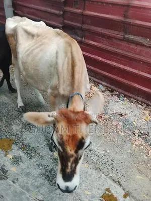 Jersey Cows