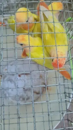 Opaline African Birds