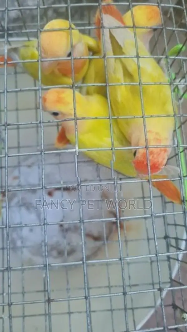 Opaline African Birds